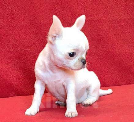 Собаки в Москве: Чихуахуа. Малышка - Ириска Девочка, 60 000 руб. - фото 2