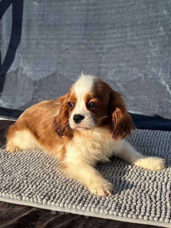 Собаки в Санкт-Петербурге: БЕСТ ИЛРЕАН КАДДИ Мальчик, 100 000 руб. - фото 5