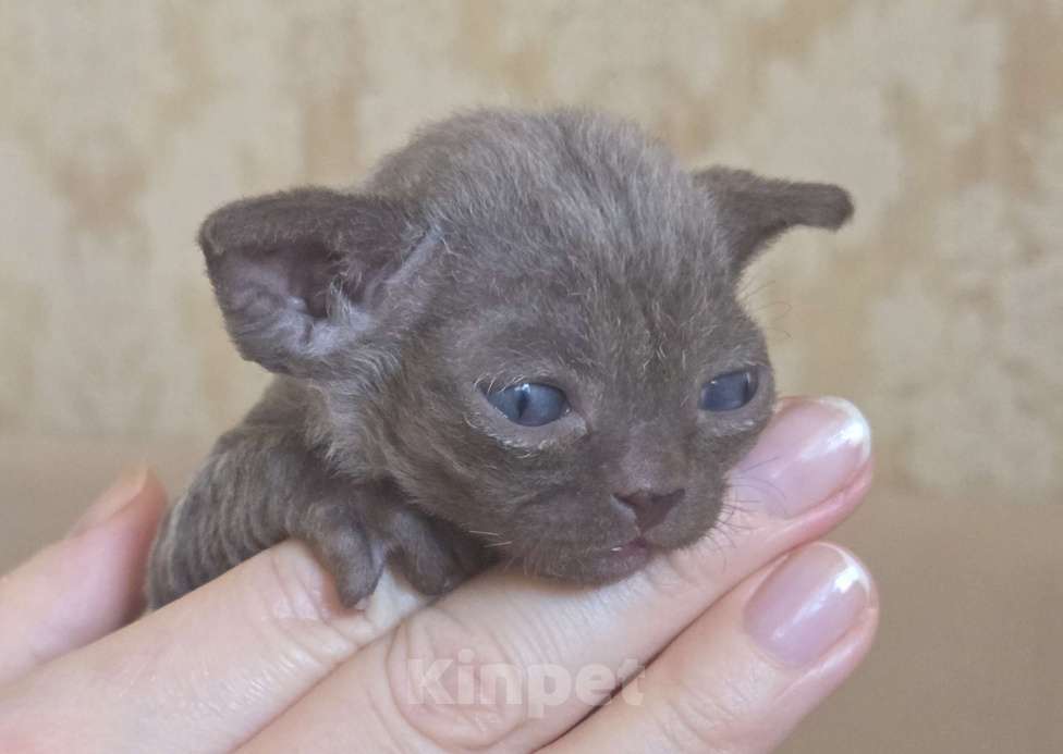 Кошки в Москве: Котята девон рекс Лиловые, циннамон, шоколадный мрамор Девочка, 85 000 руб. - фото 3