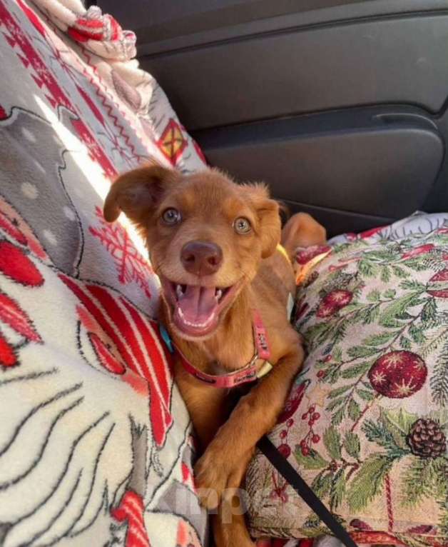 Собаки в Балашихе: Щенок ксолоитцкуинтли мини Мальчик, 10 000 руб. - фото 2