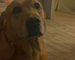 Собаки в Люберцах: В добрые руки  Девочка, Бесплатно - фото 7