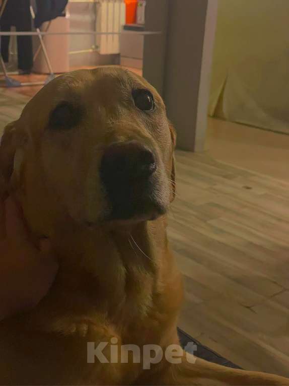 Собаки в Люберцах: В добрые руки  Девочка, Бесплатно - фото 7