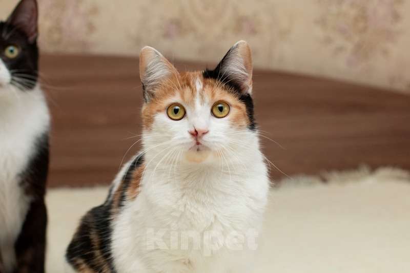 Кошки в Москве: Трехцветная кошечка Маня ищет дом Девочка, Бесплатно - фото 2