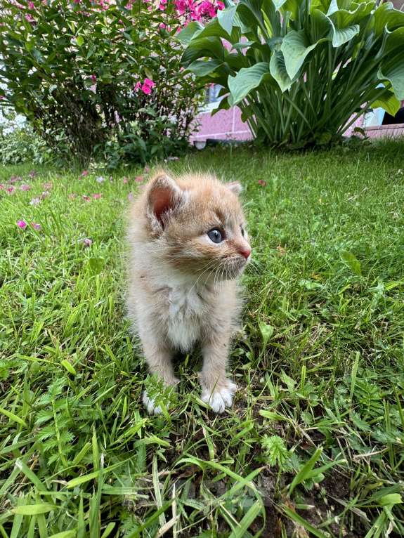 Кошки в Москве: Котенок ищет дом Мальчик, Бесплатно - фото 3