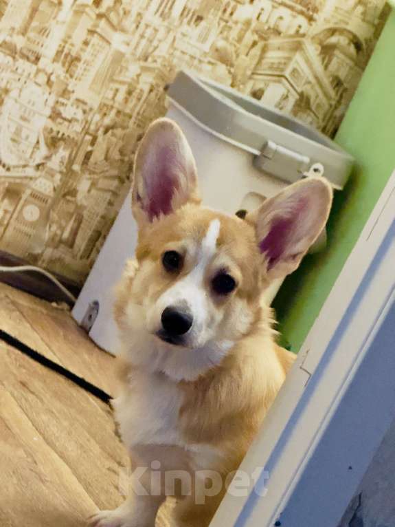 Собаки в Уфе: Продам щенка девочка 5 месяцев Девочка, Бесплатно - фото 2