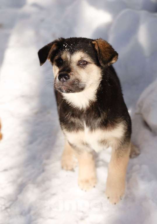 Собаки в Звенигороде: Черника ищет дом Девочка, Бесплатно - фото 2