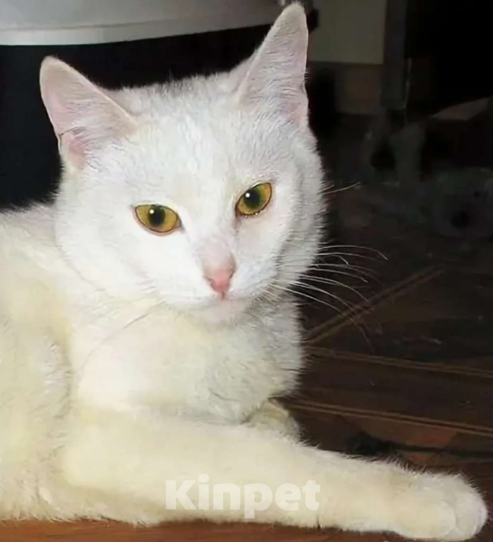 Кошки в Новосибирске: Срочно ищу добрые руки для белой кошки. Отдам бесплатно. Мальчик, Бесплатно - фото 3