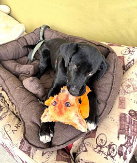 Щенок бесплатно в Москве