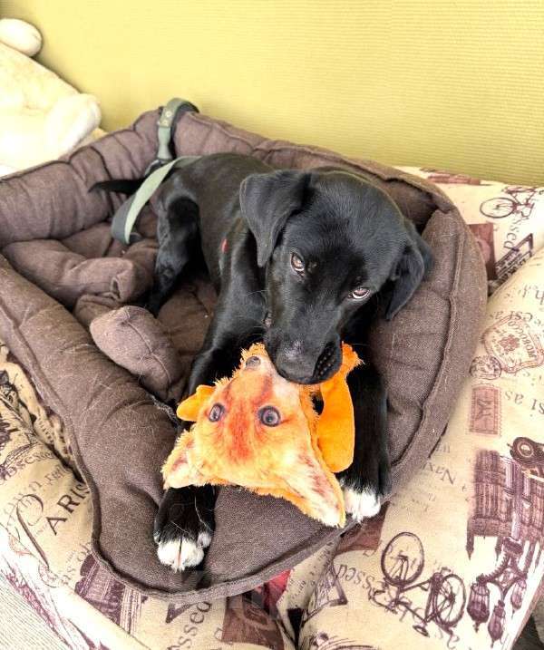 Собаки в Москве: Щенок бесплатно в Москве Мальчик, Бесплатно - фото 1