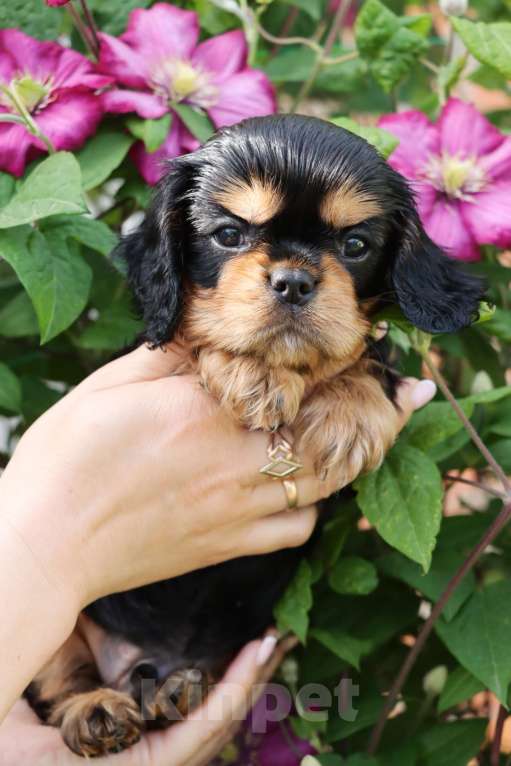 Собаки в Ростове-на-Дону: Замечательный мальчик в поиске лучших родителей  Мальчик, 80 000 руб. - фото 4