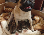 Собаки в Волгограде: Щенки мопс  Девочка, 25 000 руб. - фото 5