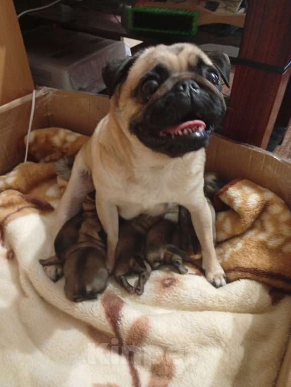 Собаки в Волгограде: Щенки мопс  Девочка, 25 000 руб. - фото 5