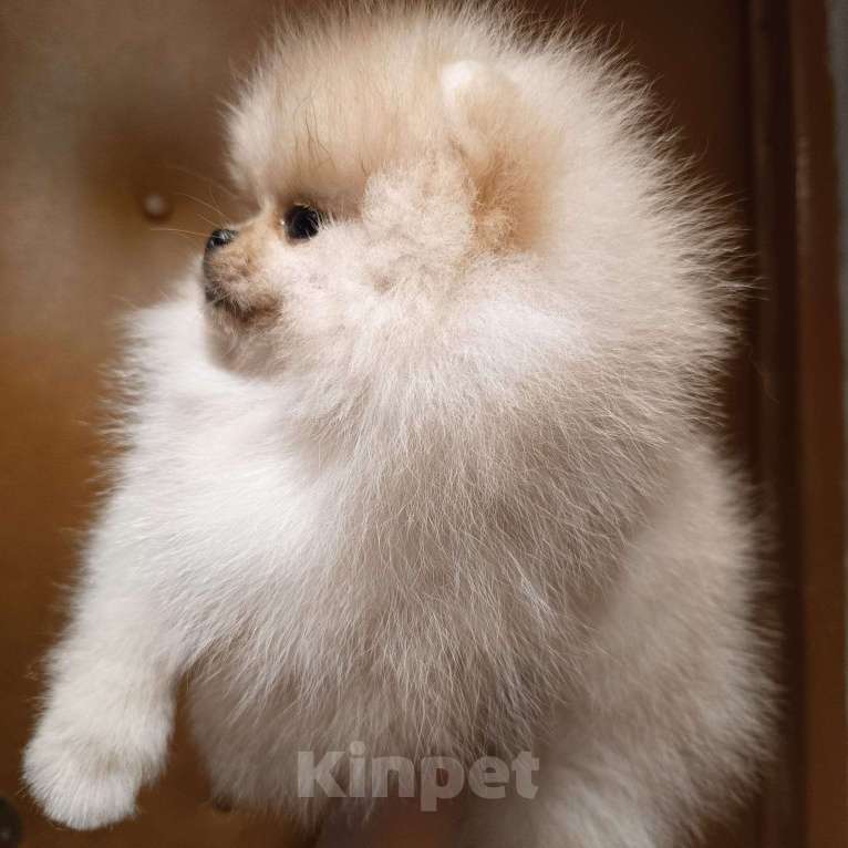 Собаки в Москве: Померанский карликовый шпиц мини Девочка, 30 000 руб. - фото 2