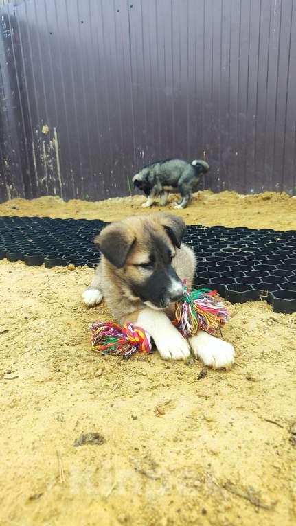 Собаки в других городах Московской области: Ушастая Клёп Девочка, Бесплатно - фото 4