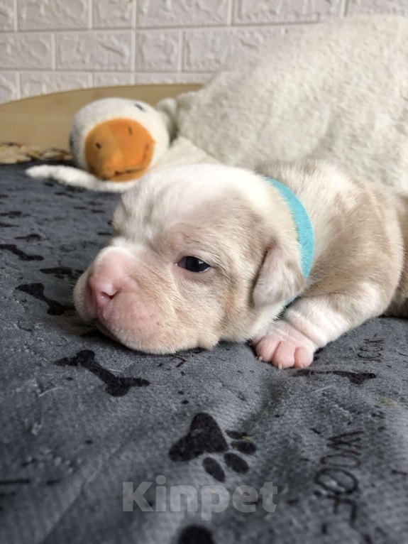 Собаки в Волгограде: Американский булли девочка покет Девочка, 100 000 руб. - фото 5