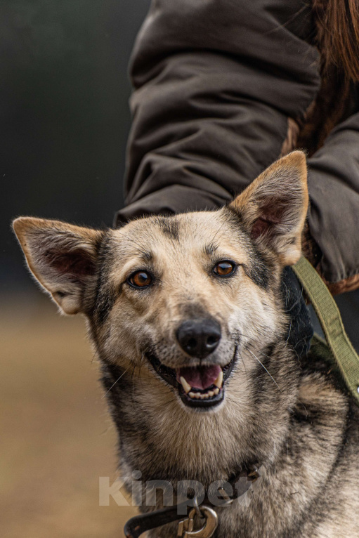 Собаки в Клине: Кэти — невероятная обаяшка Девочка, Бесплатно - фото 7