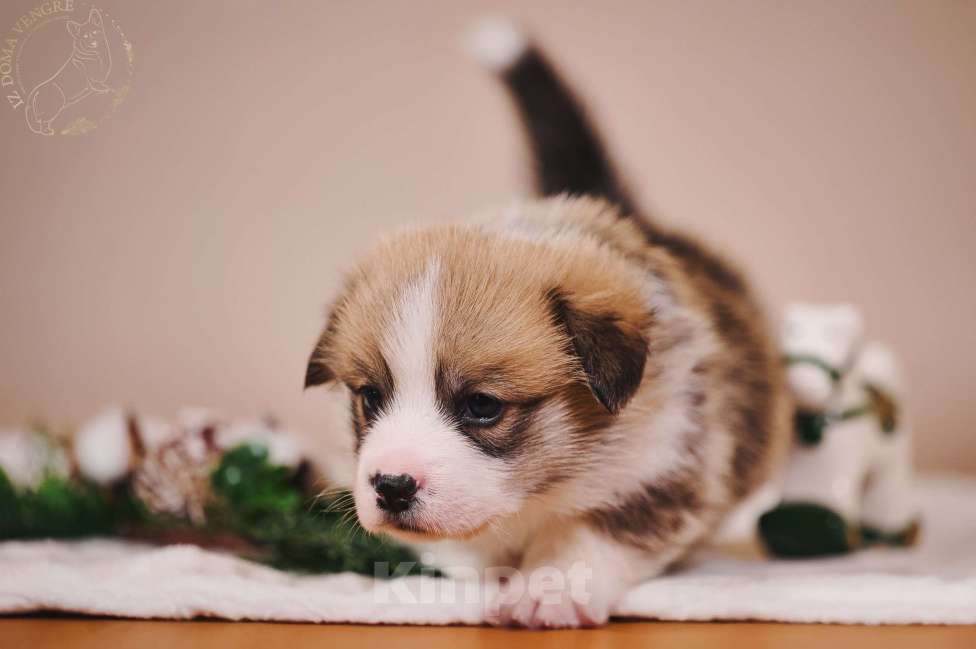 Собаки в Москве: Щенки вельш корги пемброк в поиске своих лучших семей. Мальчик, Бесплатно - фото 6