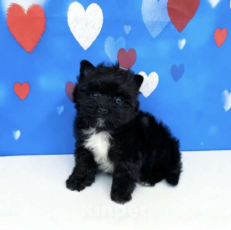 Собаки в Москве: Чёрный йорк мальчик стандарт Мальчик, 80 000 руб. - фото 1