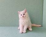 Кошки в Пензе: Котёнок породы Рэгдолл - Boris Мальчик, 65 000 руб. - фото 7
