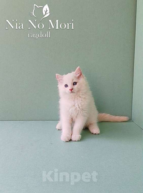 Кошки в Пензе: Котёнок породы Рэгдолл - Boris Мальчик, 65 000 руб. - фото 7