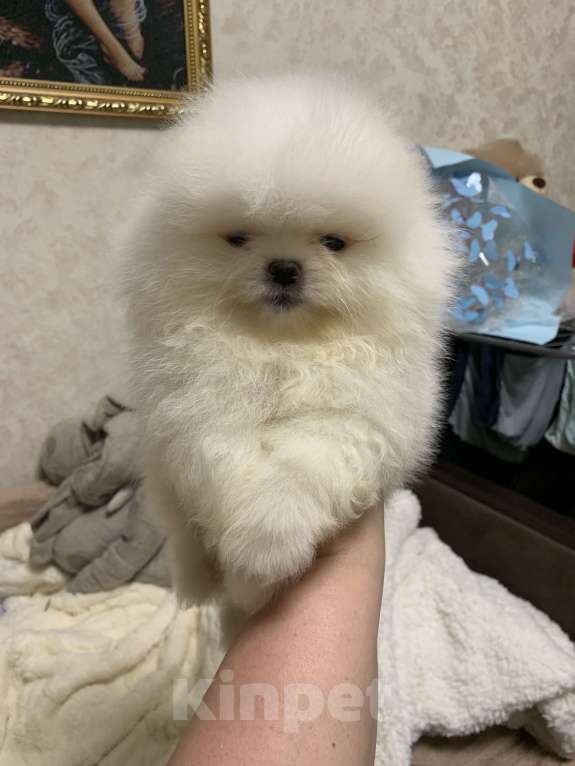 Собаки в Абакане: Щенки померанского шпица  Девочка, 40 000 руб. - фото 2