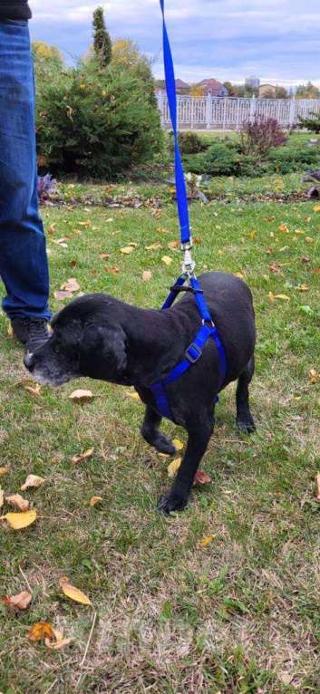 Собаки в Краснодаре: МУДРЫЙ ТОША-СПАНИЕЛЬ был предан, но продолжает верить людям Мальчик, Бесплатно - фото 3