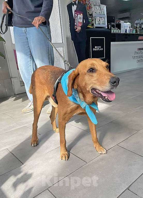 Собаки в Москве: Добрый, нежный песик Рыжулик, метис Русской Гончей в дар Мальчик, 10 руб. - фото 3