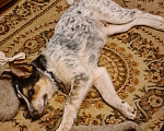 Собаки в Истре: Щенок Мартин Мальчик, Бесплатно - фото 3