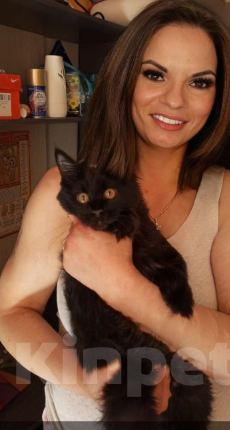 Кошки в Ачинске: Нужна невеста  Мальчик, 1 руб. - фото 7