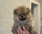 Собаки в Москве: Щенок померанский шпиц Девочка, 70 000 руб. - фото 5
