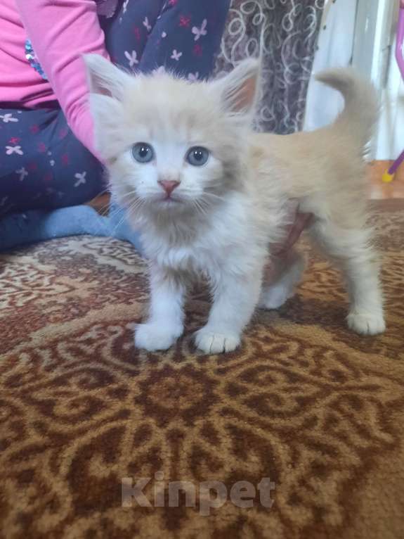 Кошки в Мичуринске: Персиковая кошечка Девочка, 1 руб. - фото 4