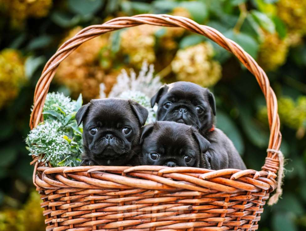 Собаки в Новосибирске: Мопс Скарлетт О'Хара Девочка, 60 000 руб. - фото 7