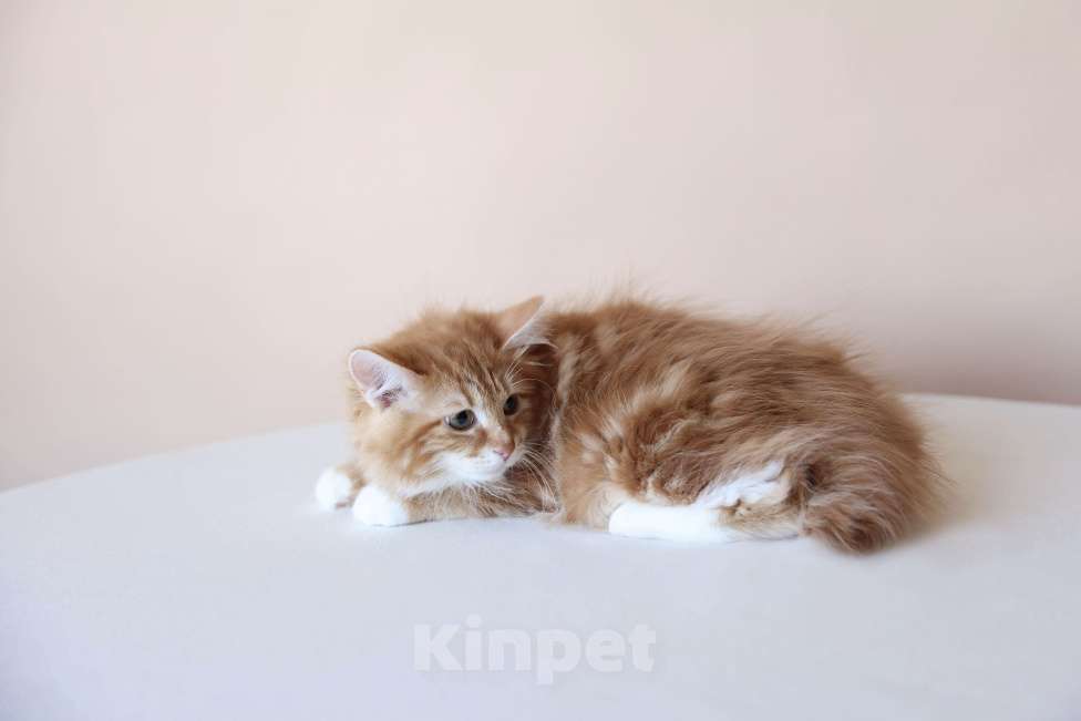 Кошки в Серпухове: Фелиция Русские Цветы Курильский  Бобтейл Девочка, 50 000 руб. - фото 2