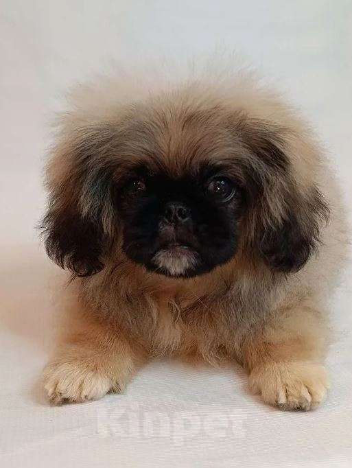 Собаки в Тольятти: Пекинес Мальчик, 65 000 руб. - фото 5