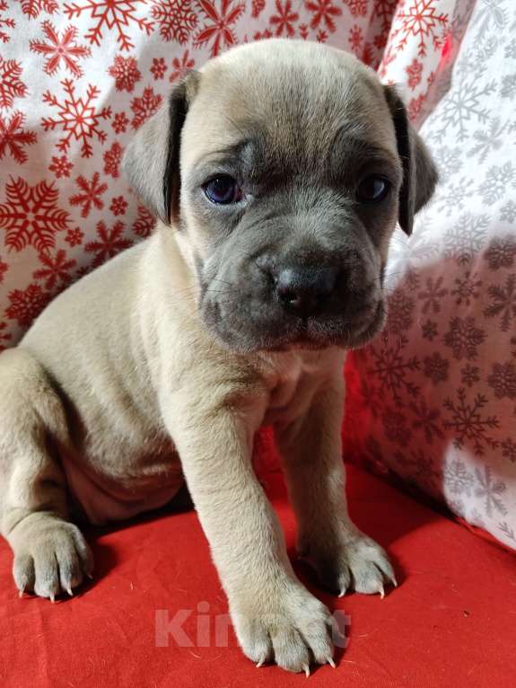 Собаки в других городах Краснодарского края: Кане-Корсо, щенок Девочка, 25 000 руб. - фото 5