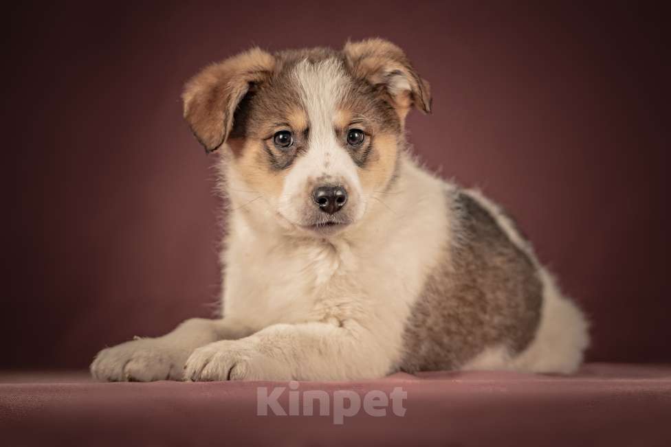 Собаки в Клине: Буэно — ласковый медвежонок с глазами-пуговками, который станет самым преданным и любимым питомцем Мальчик, Бесплатно - фото 1