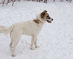 Собаки в Москве: Добрый и нежный Каин ждет семью в приюте, 2 года Мальчик, Бесплатно - фото 2