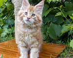 Кошки в других городах Воронежской области: Elvis: красный мраморный король С пушистой гривой Мальчик, 60 000 руб. - фото 9