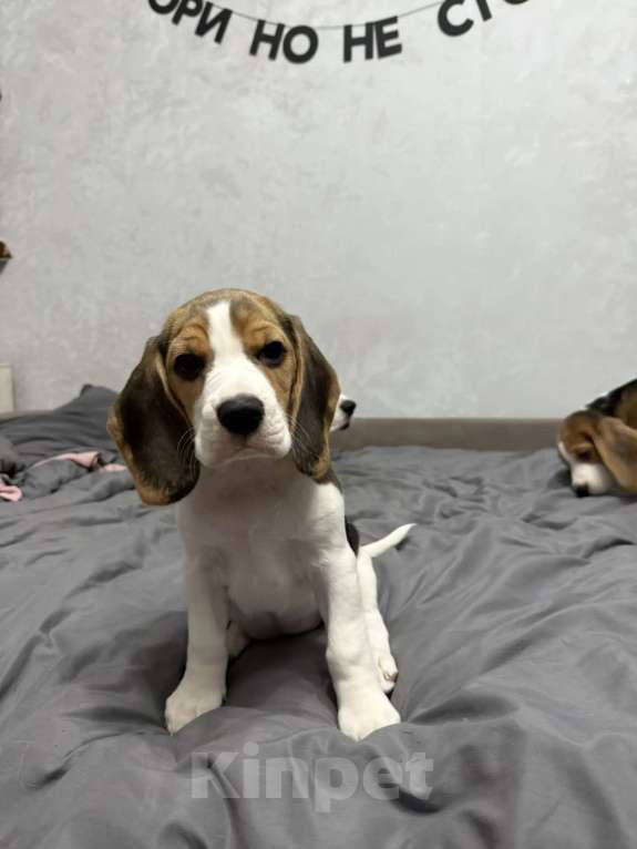 Собаки в Москве: ДЕВОЧКА Девочка, 55 000 руб. - фото 1