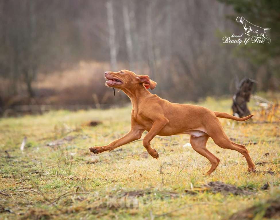 Собаки в Ярославле: Beauty of Fire Unison  Мальчик, 90 000 руб. - фото 8