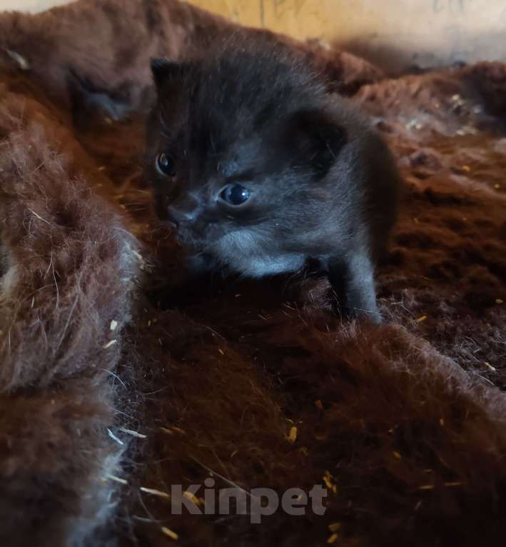 Кошки в Санкт-Петербурге: котята на развес Разнополые, Бесплатно - фото 6