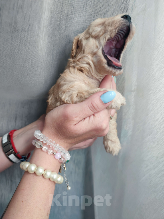 Собаки в Москве: Щенки мальтипу  Мальчик, 53 000 руб. - фото 2