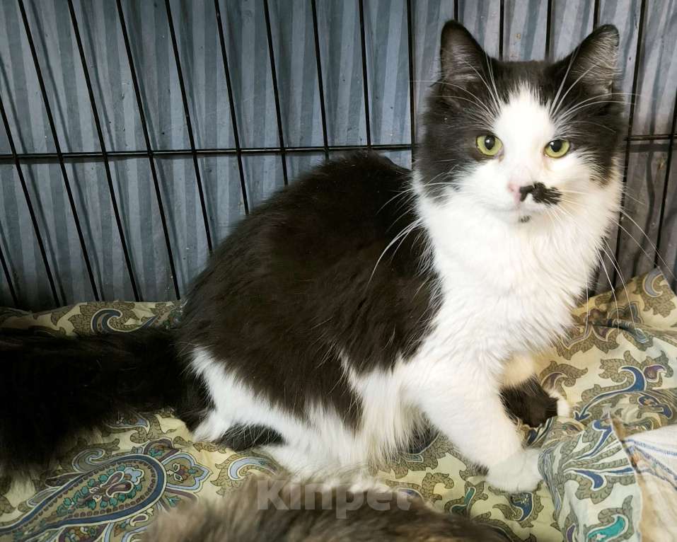 Кошки в Санкт-Петербурге: Ласковый, спокойный самый красивый котик Мальчик, 100 руб. - фото 4