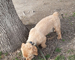 Собаки в Краснодаре: Розовый пёс в очень добрые руки Мальчик, 555 руб. - фото 9