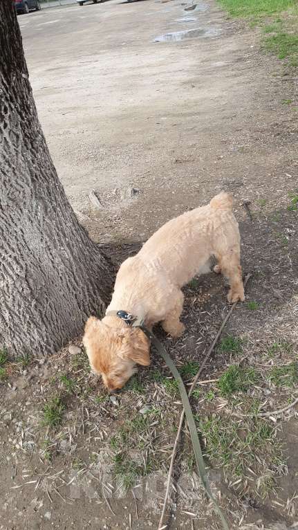 Собаки в Краснодаре: Розовый пёс в очень добрые руки Мальчик, 555 руб. - фото 9