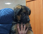 Собаки в Самаре: ЭЛИТНЫЕ ЩЕНКИ от заводчика Девочка, 50 000 руб. - фото 1