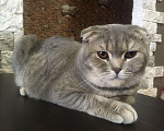 Кошки в Брянске: Вязка, 700 руб. - фото 2