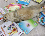 Кошки в Чебоксарах: Британский кот на вязку, 1 руб. - фото 9