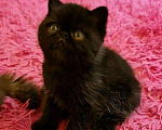 Кошки в Кемерово: Персидский котенок., 15 000 руб. - фото 8