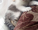 Кошки в Уфе: Котята Девочка, 10 руб. - фото 1